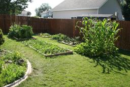 my garden